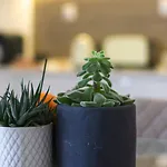 Διαμέρισμα Casas Da Oliveira *